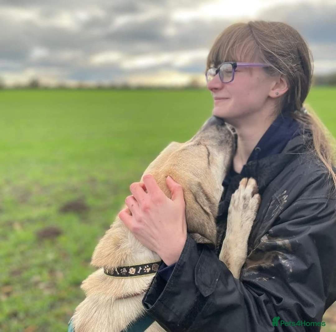 Meet Ziggy, currently residing in Cheshire photo 3