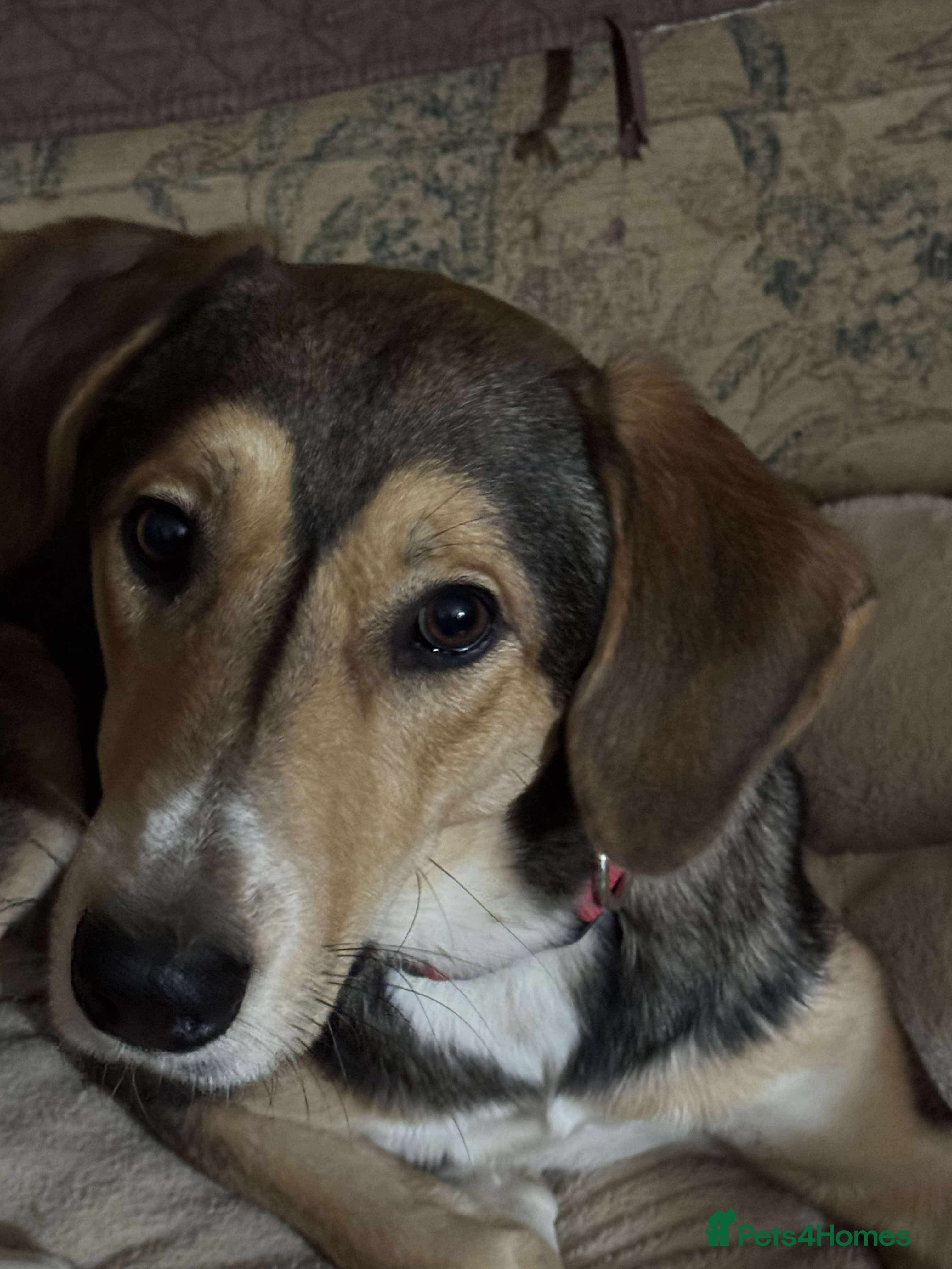 Sylvester — Mixed Breed