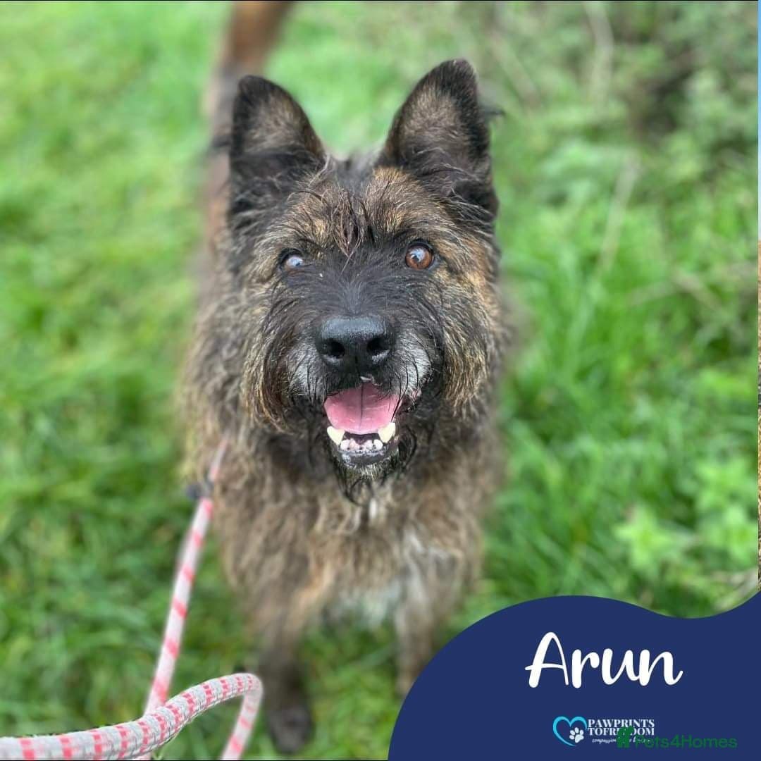 Meet Aran, currently residing in Cheshire photo 2