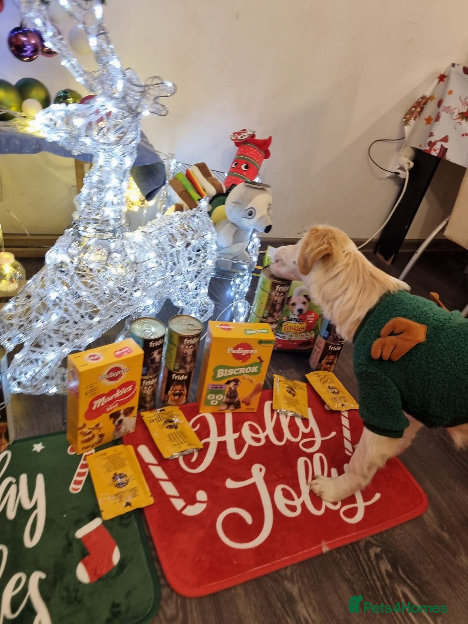 Sweet Little OLAF photo 13