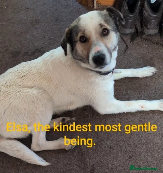 Sven, 1.5 yrs approx.Available for adoption. photo 13