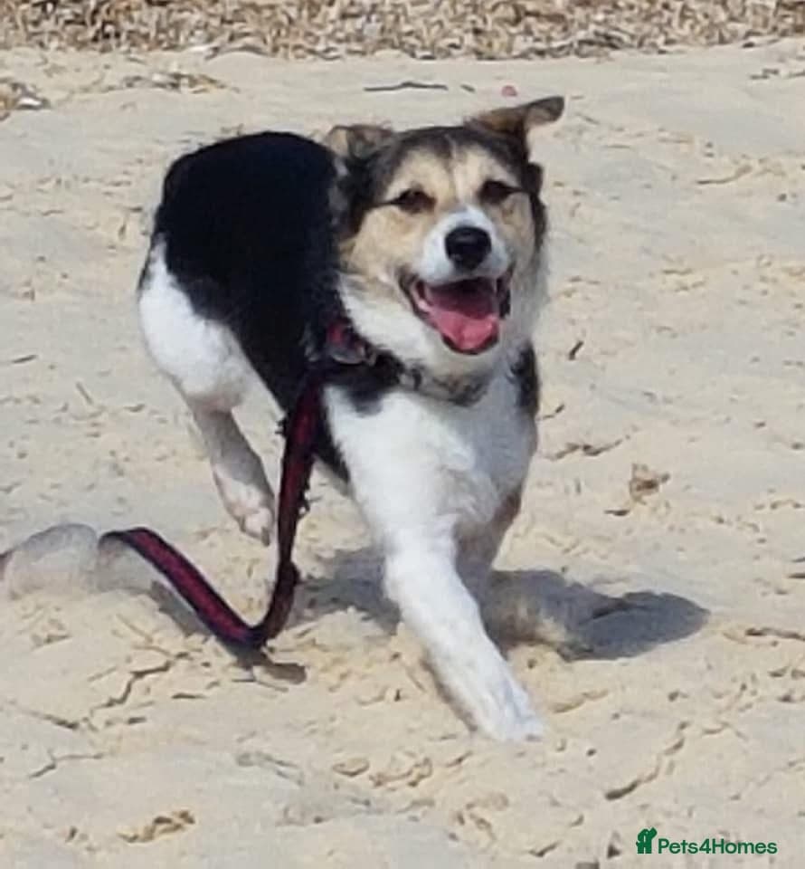 Tara - Norwich Norfolk photo 18