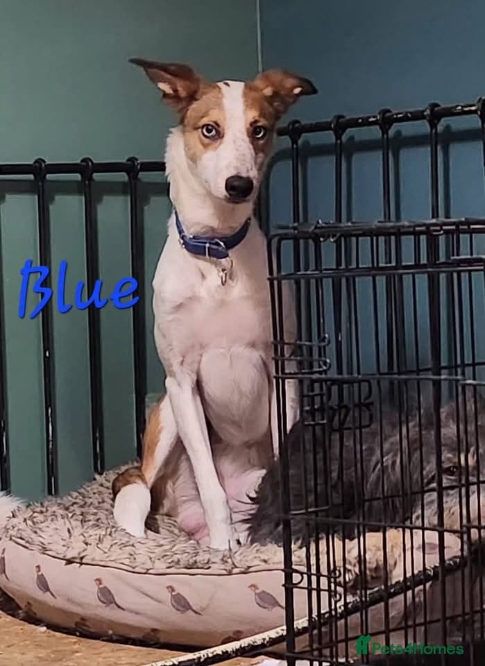 Blue and Skye — Mixed Breed
