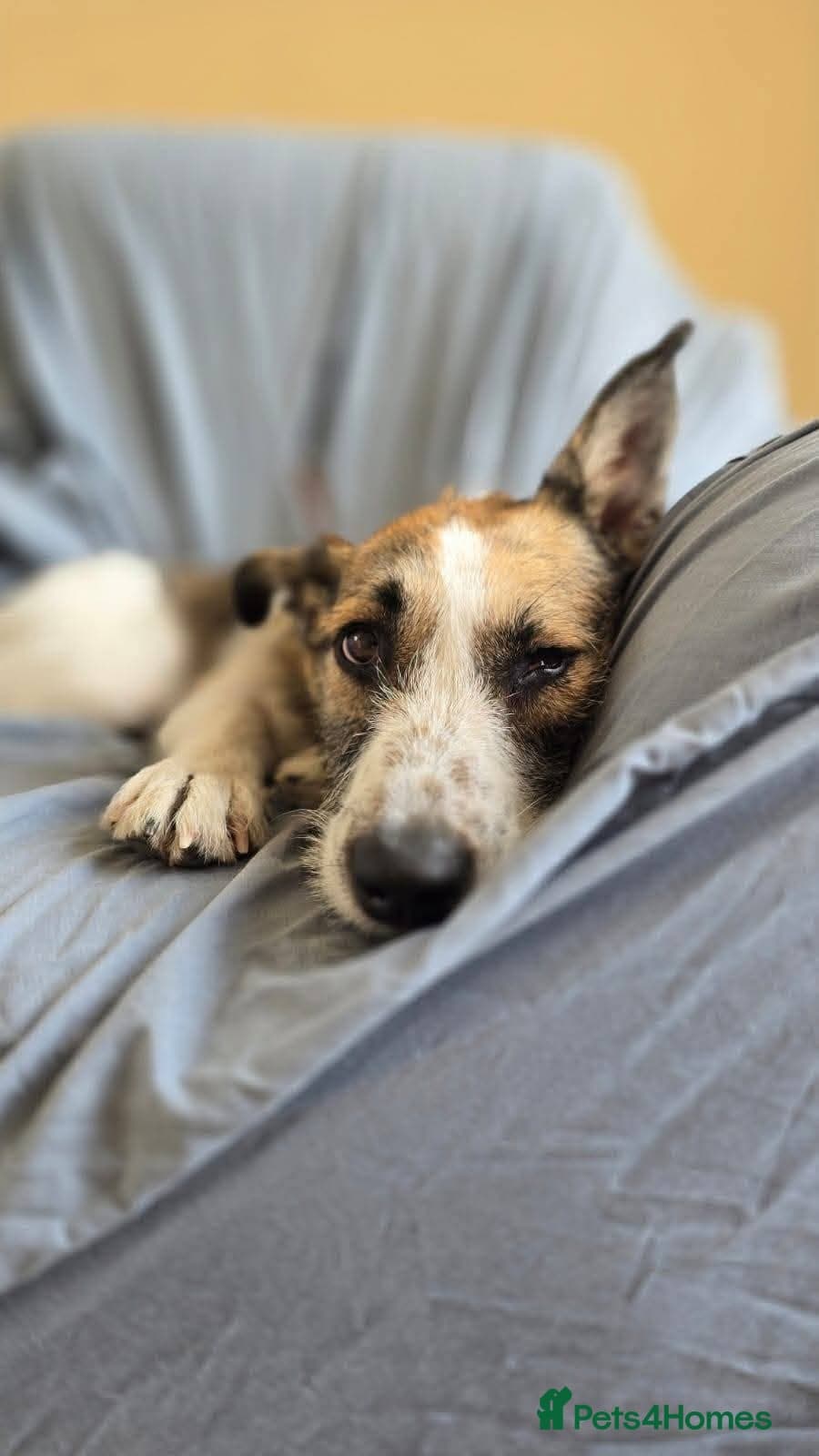 Meet Winnie, currently residing in Wirral photo 4