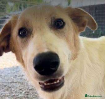 Asher — Mixed Breed