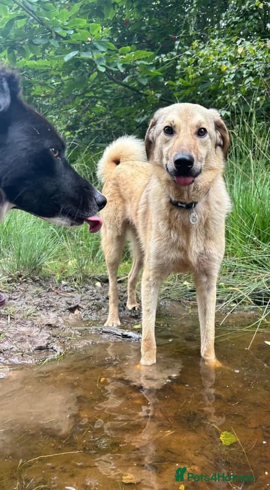 Pettern - Norwich Norfolk photo 32