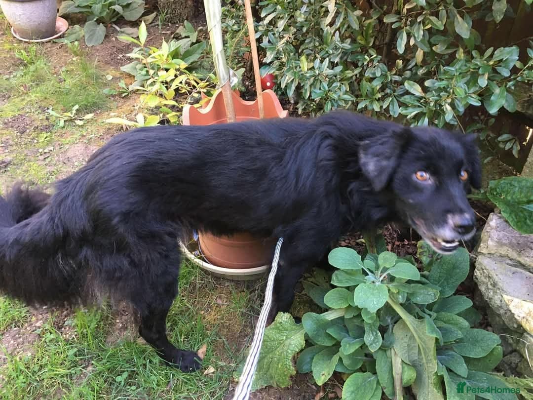 Meet Hera, currently residing in Middlesex photo 6