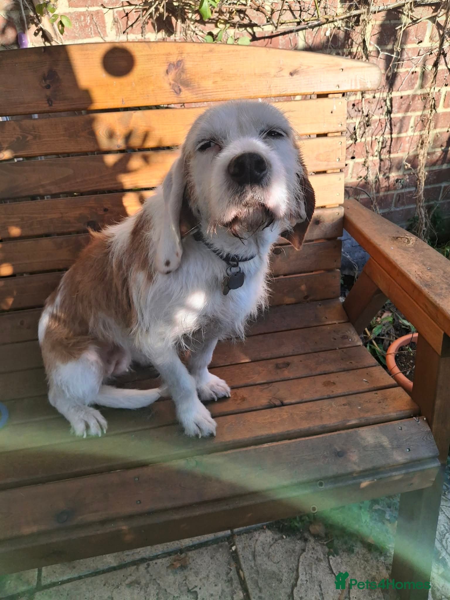 Lovely Dulce photo 5