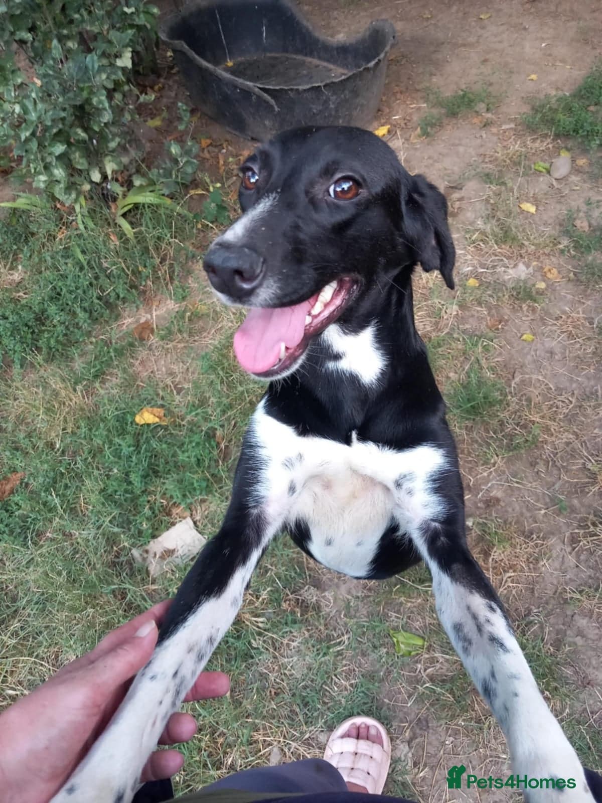 Nora for adoption in cornwall/devon photo 6