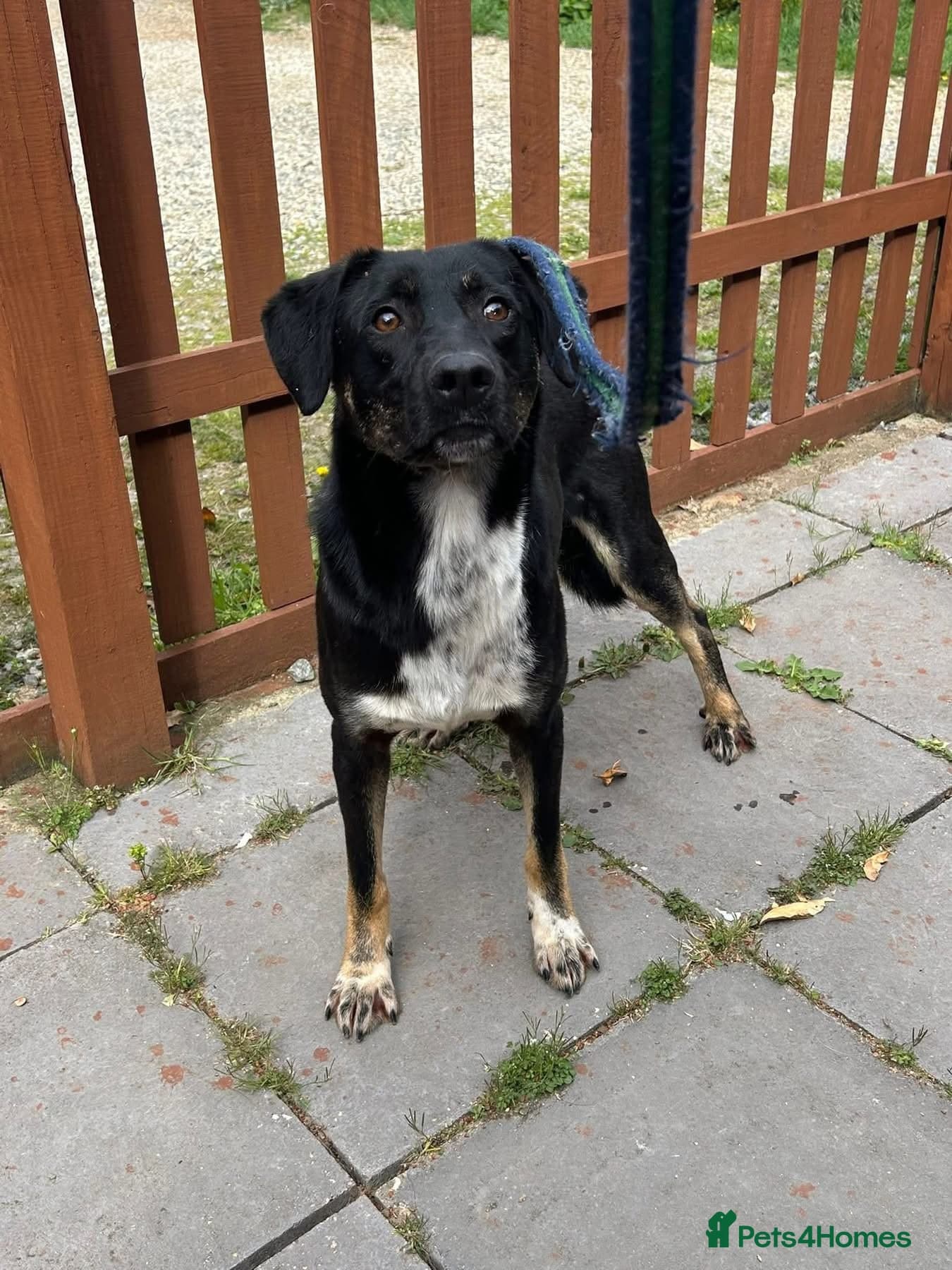 Whiskey. Norwich Norfolk photo 11