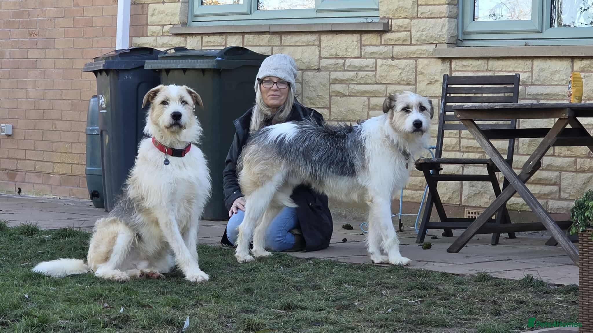 Hershey & Harley 💙 still Waiting photo 3