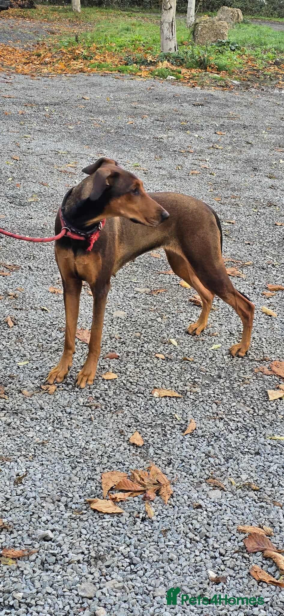 BONNIE ๐ Playful, Loving Girl photo 12