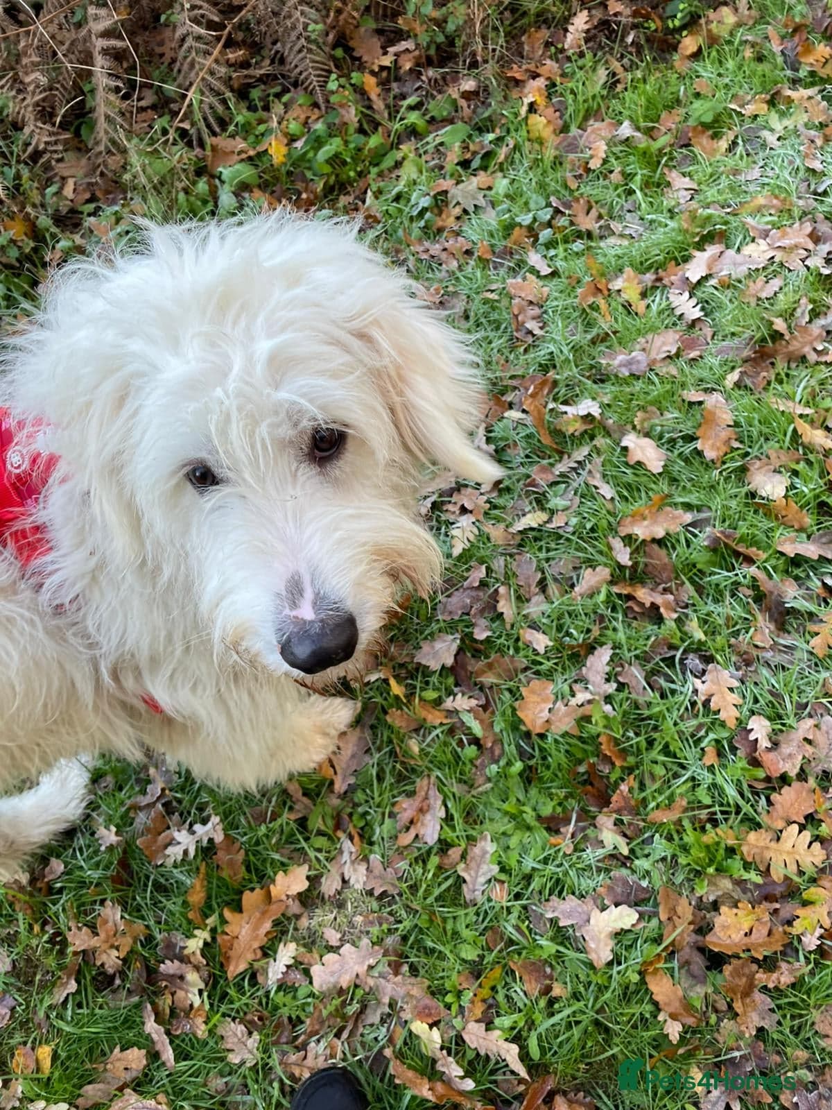 JOJO,URGENT🖤 Superb big Girl photo 4