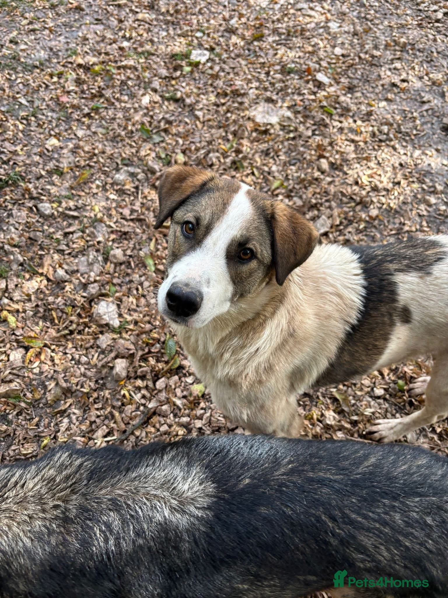 Could you be the family Mercy — Mixed Breed