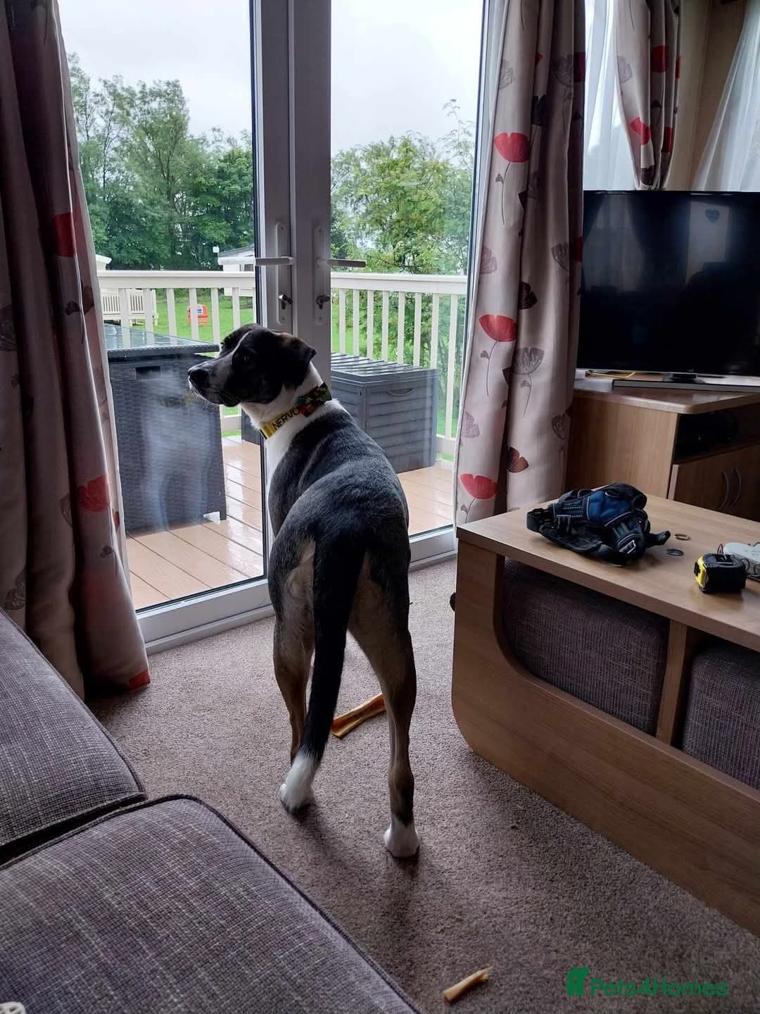 Meet Skye, currently residing in Cheshire photo 4