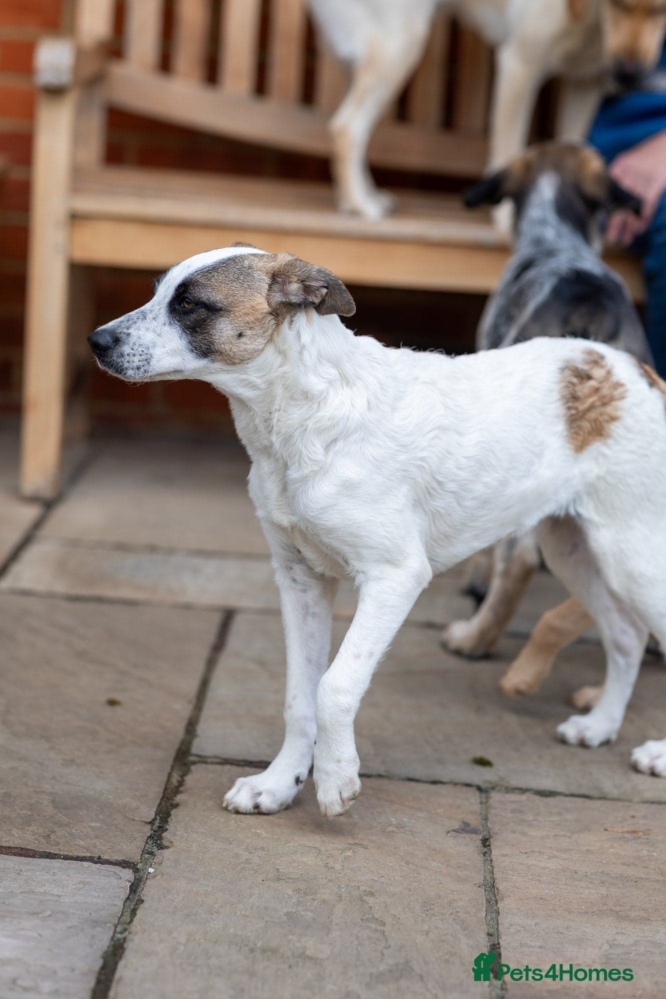 Petit Poppy photo 12