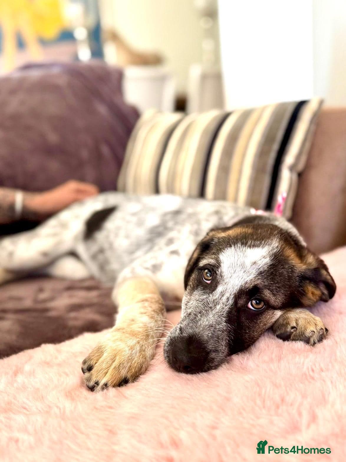 Easygoing Electra - Colourful Lab type — Mixed Breed