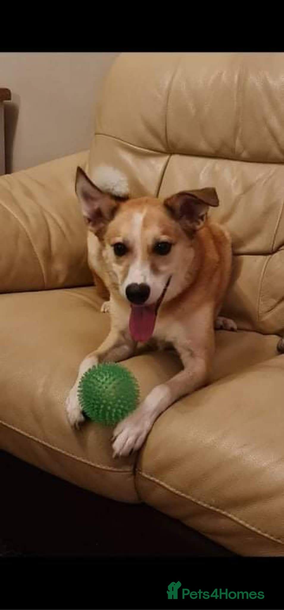 Meet Bailey, currently residing in Wilshire photo 5