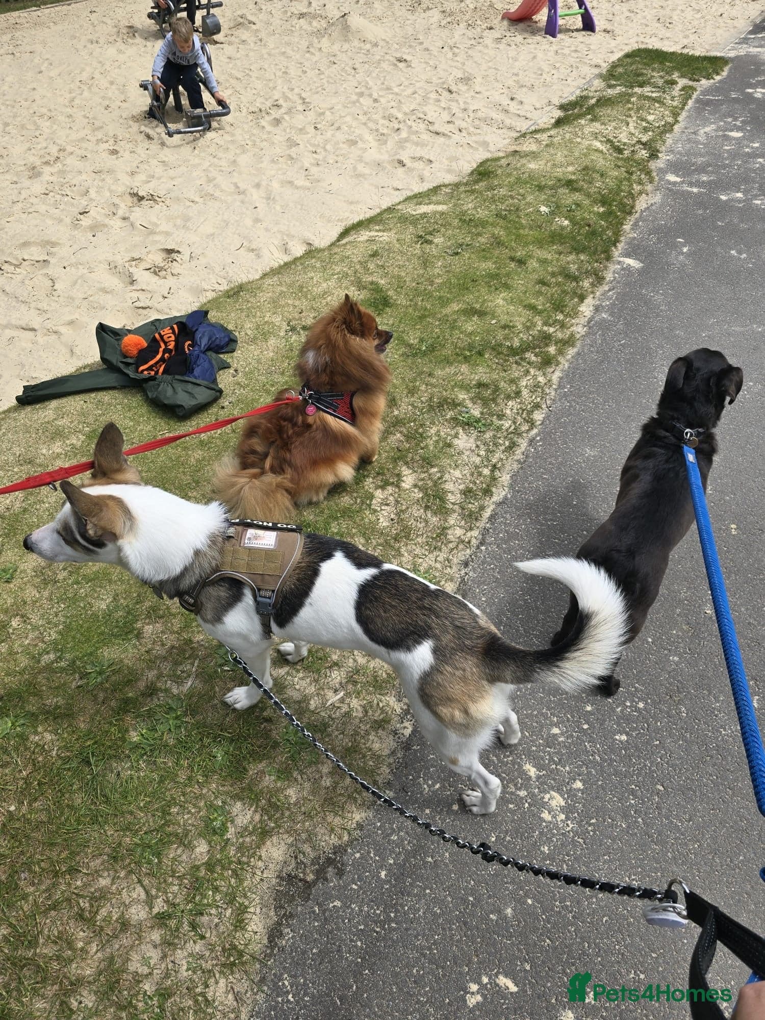 ️🐶 bela photo 14