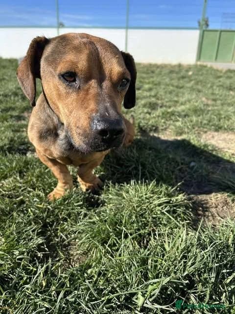 Rescue boy Noodle photo 26