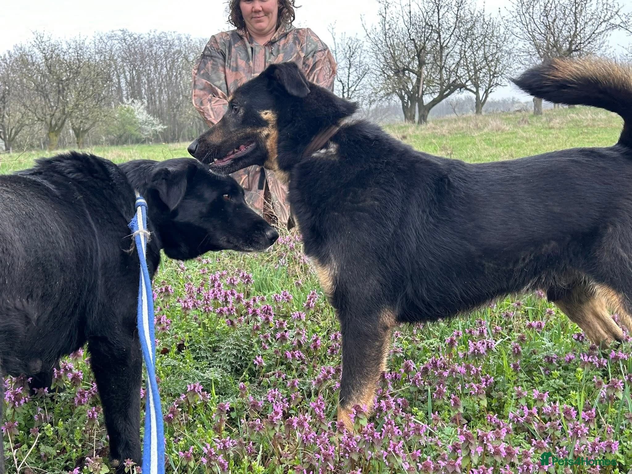 Romeo - Norwich Norfolk photo 10