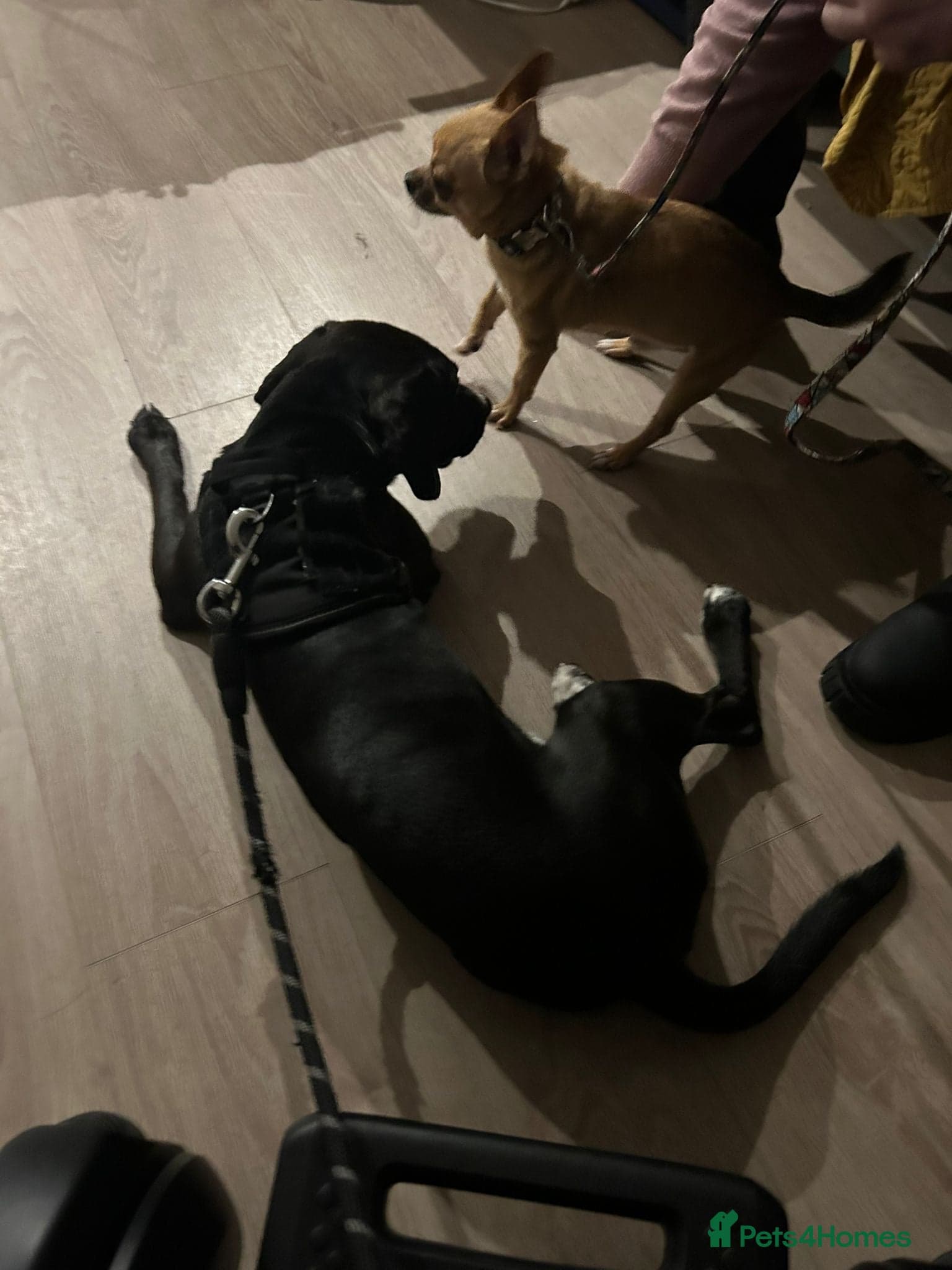 ️🐶 walter photo 5