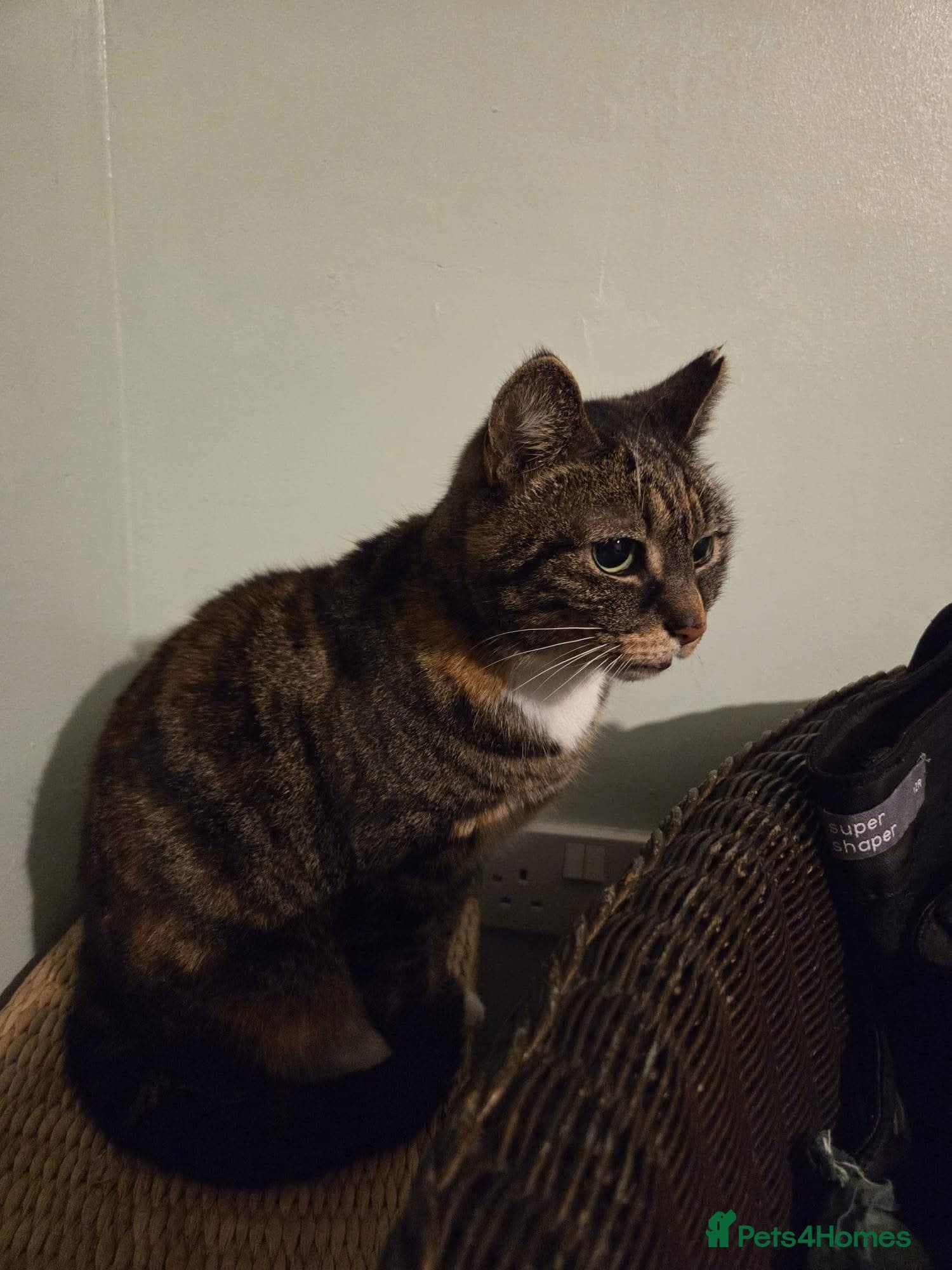 ️🐱 cleo photo 4