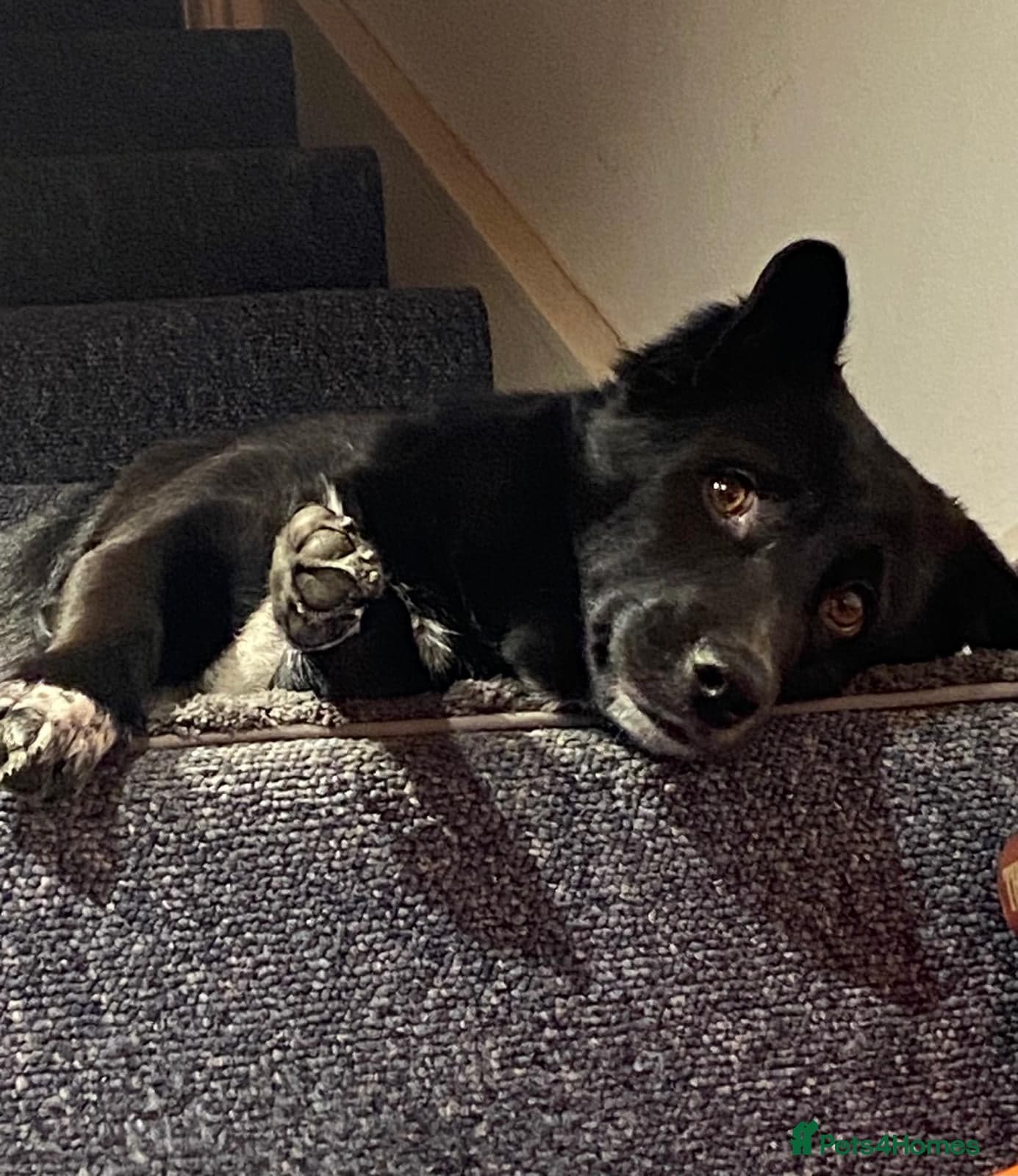 Dora — Mixed Breed