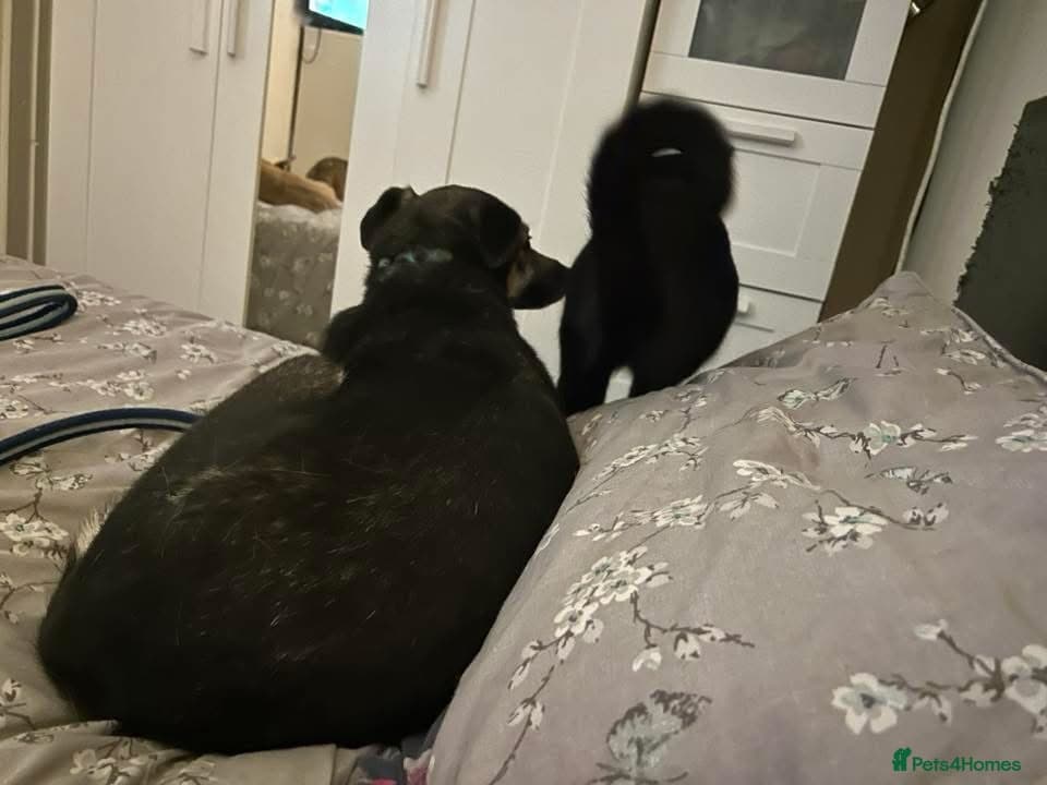 Joey - Norwich Norfolk photo 3