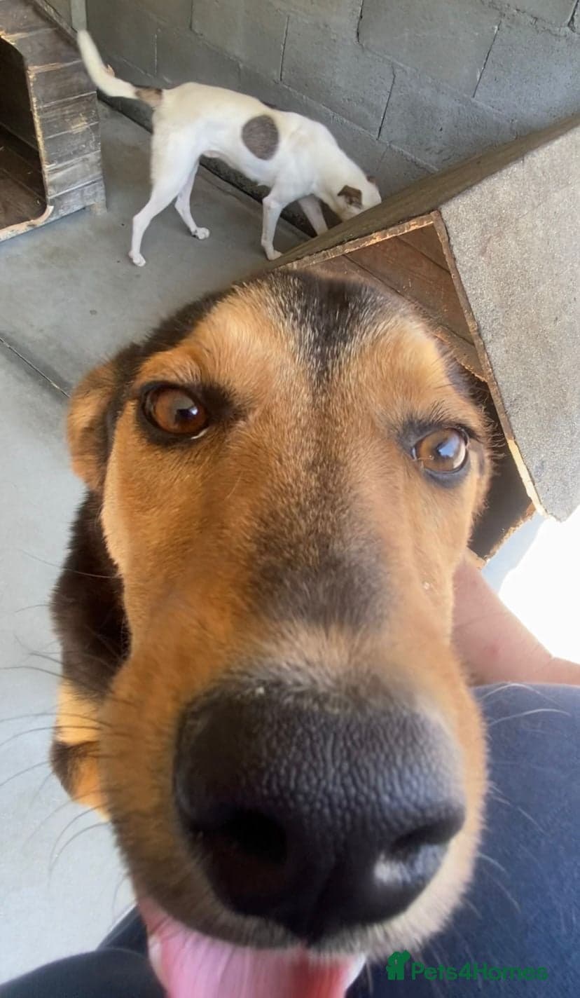 Murphy, 1-2 yrs old. photo 6