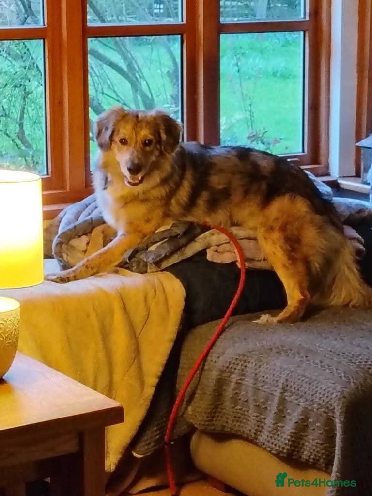 Meet Merlin,currently residing in Gloucestershire photo 7