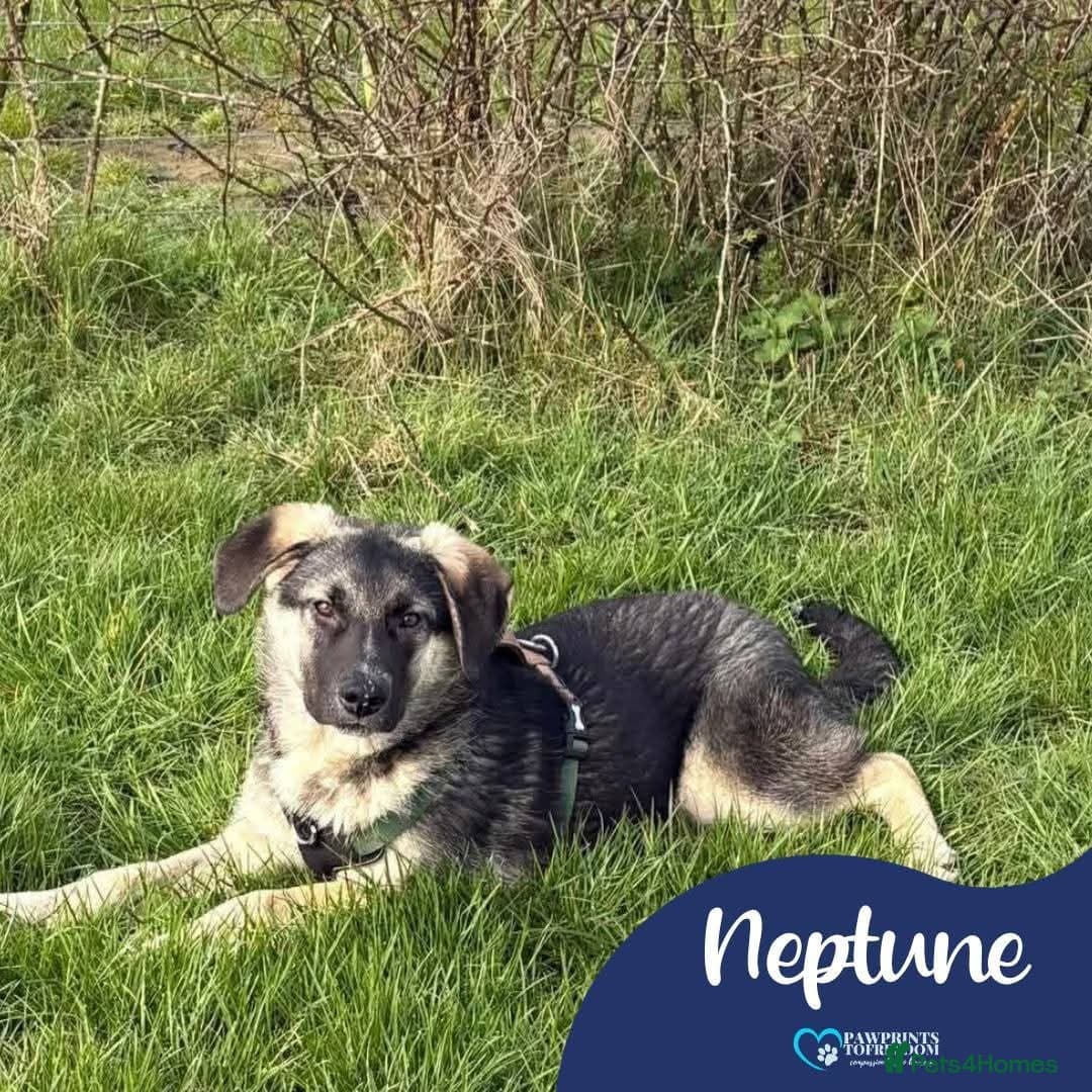 Meet Neptune,currently residing in Oxfordshire photo 2