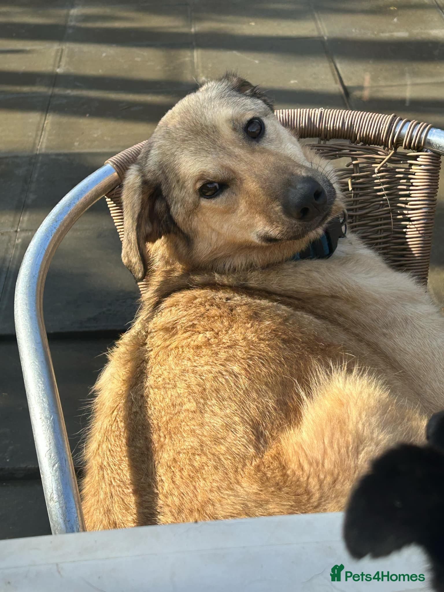 Pettern - Norwich Norfolk photo 23