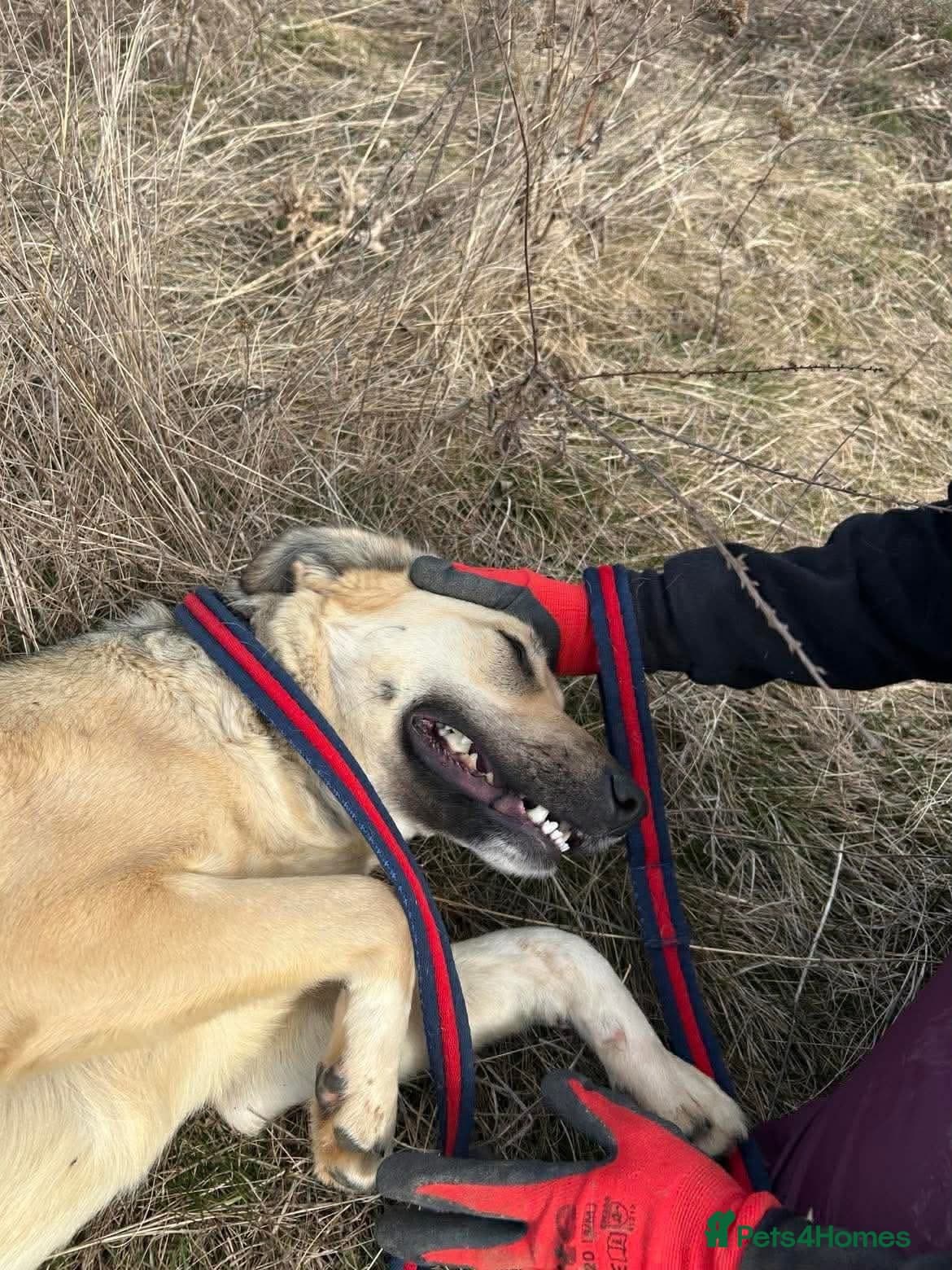 Octavia - Norwich Norfolk photo 8