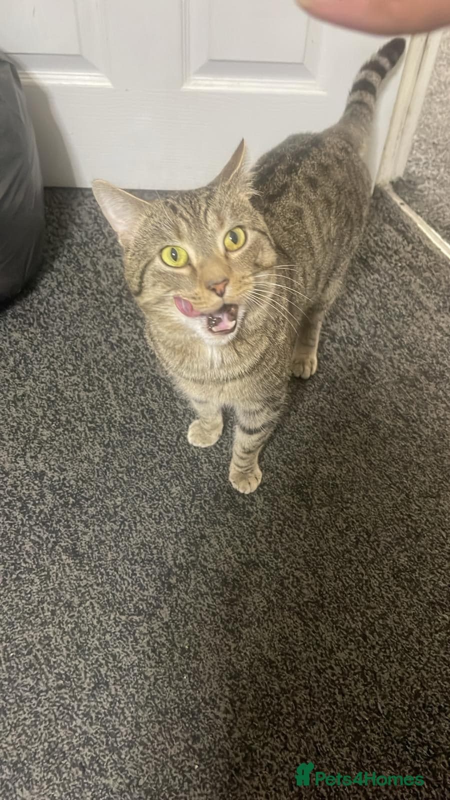 Gentle 10 month rescue MaleCat photo 20