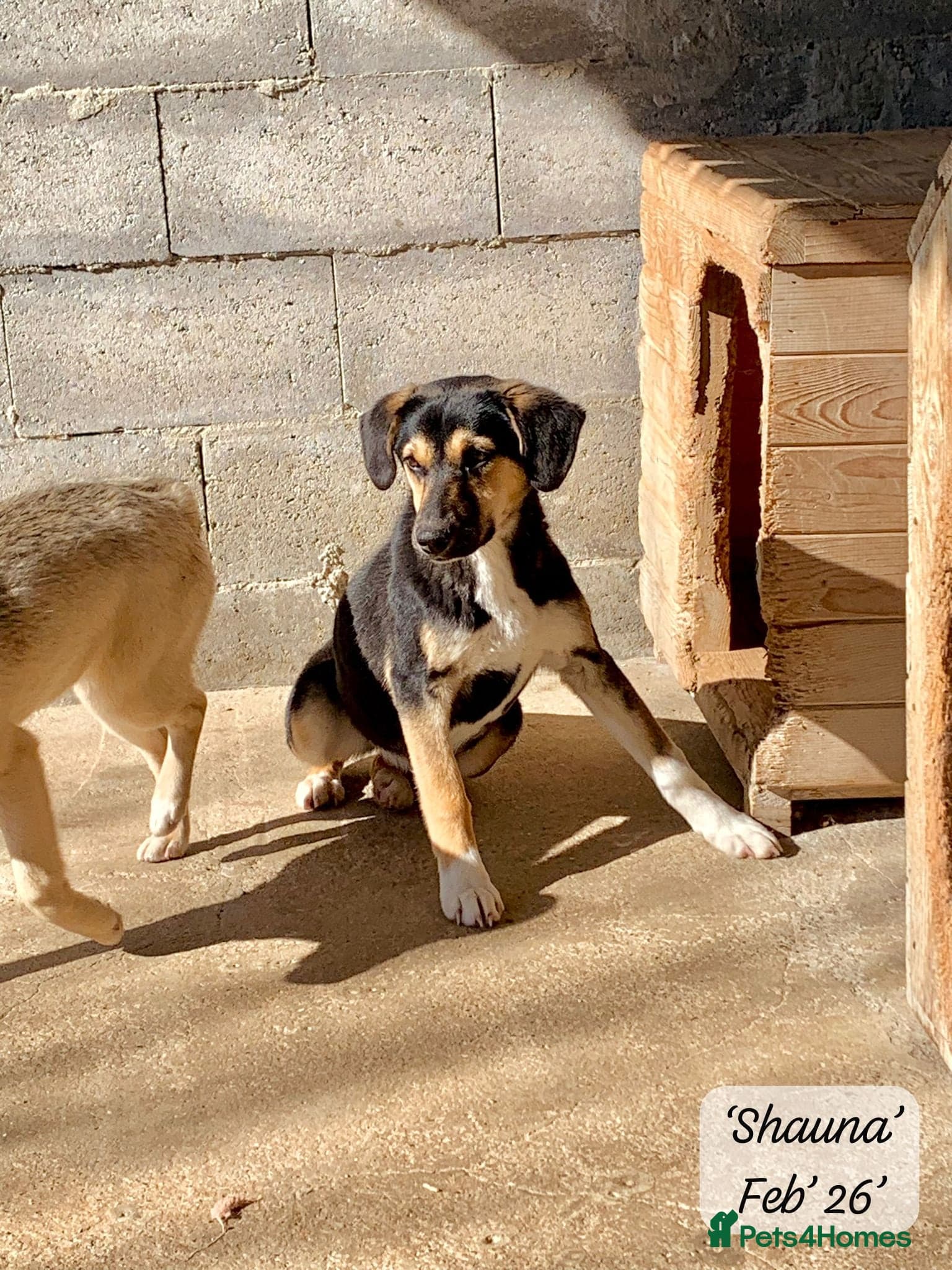 Shauna, 6 months approx. photo 10