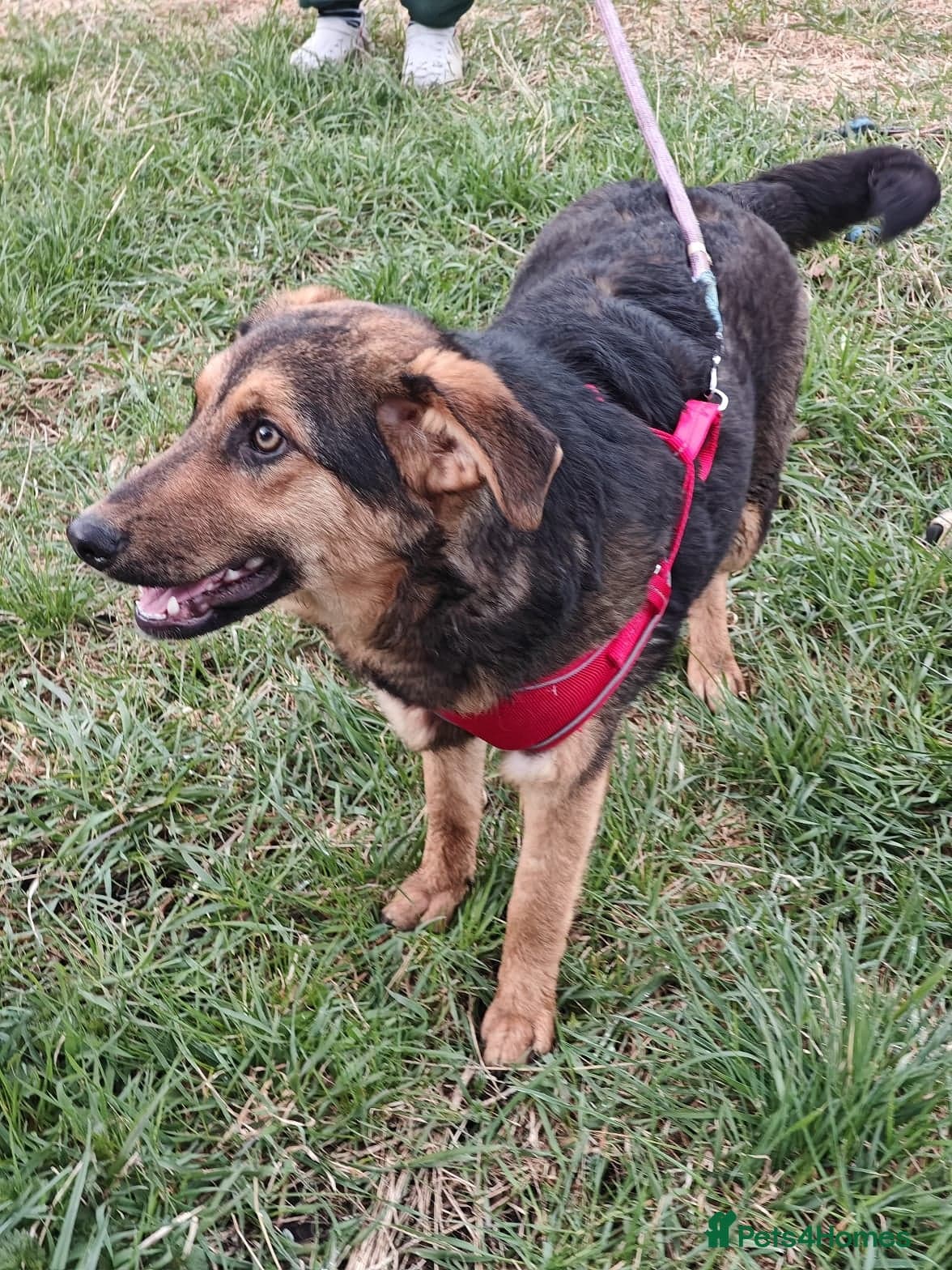 ๏ธ๐ถ yasia photo 23