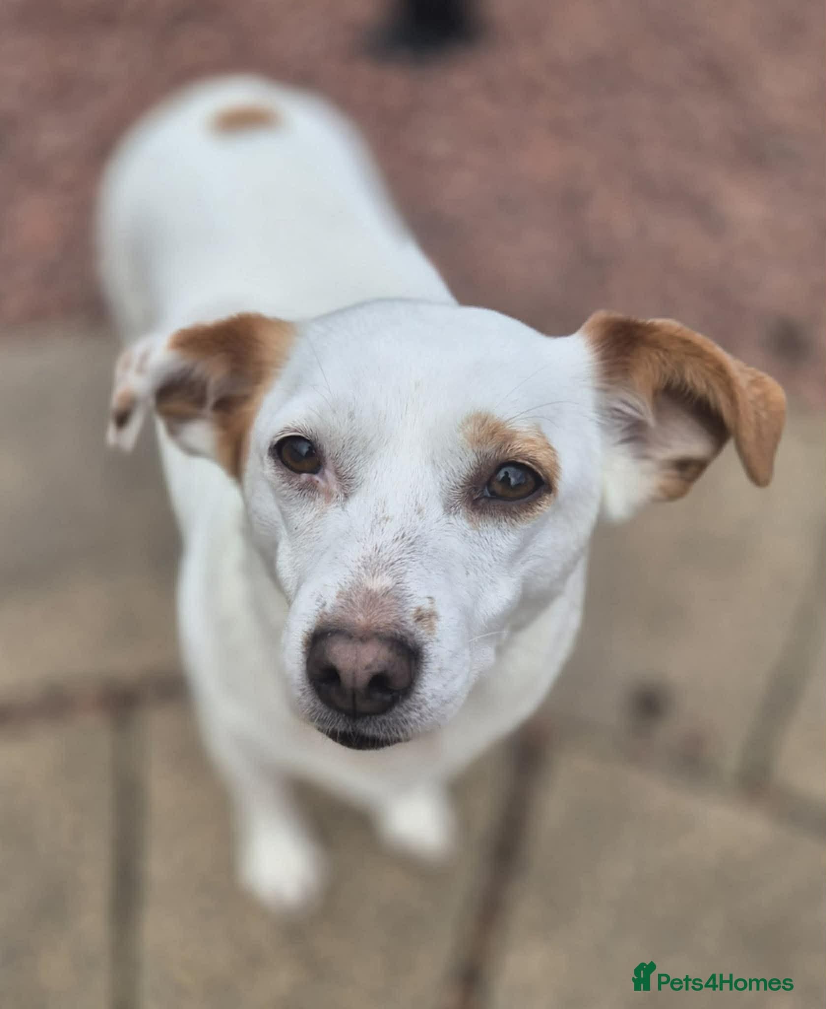 Lottie - In Ayr photo 2