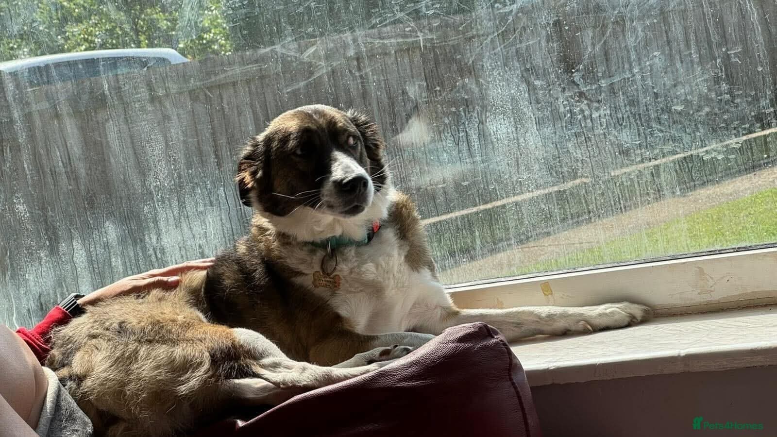 Meet Bella, currently residing in Merseyside photo 11