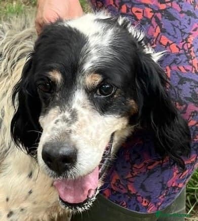 Rayo — English Setter