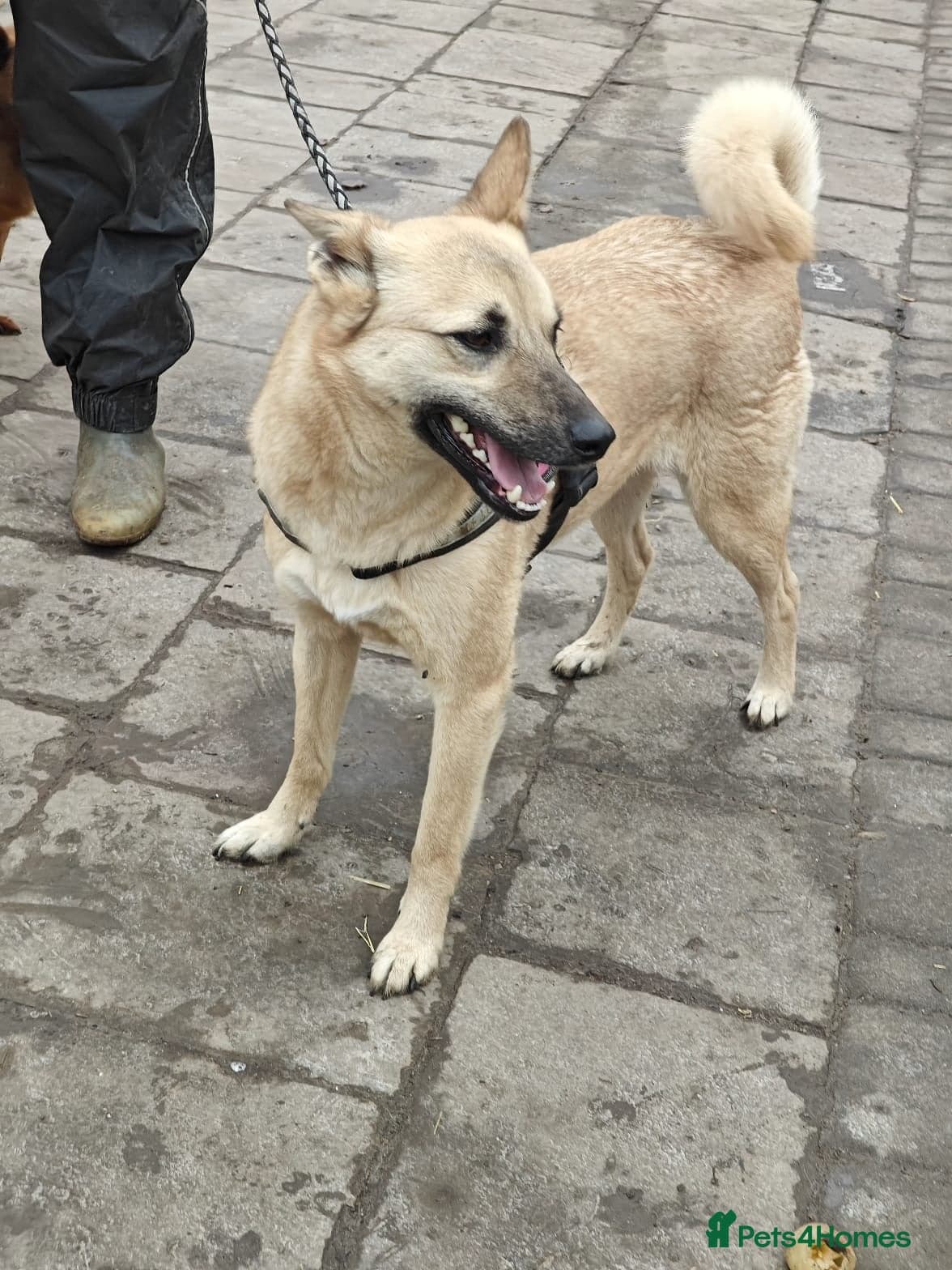 ️🐶 stacy photo 24