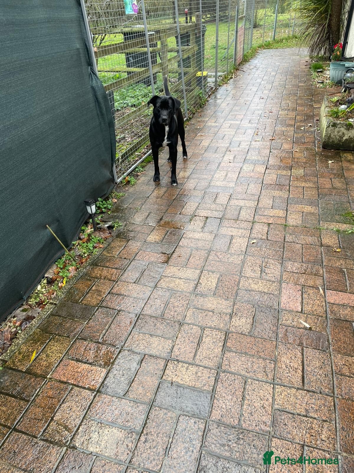 SHEAMUS,URGENT sensitive Soul Labrador Cross photo 14