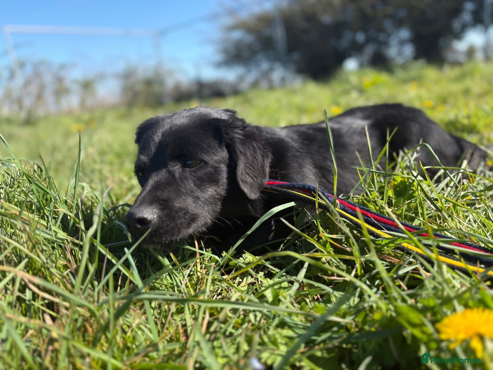 Dante - Norwich Norfolk photo 12