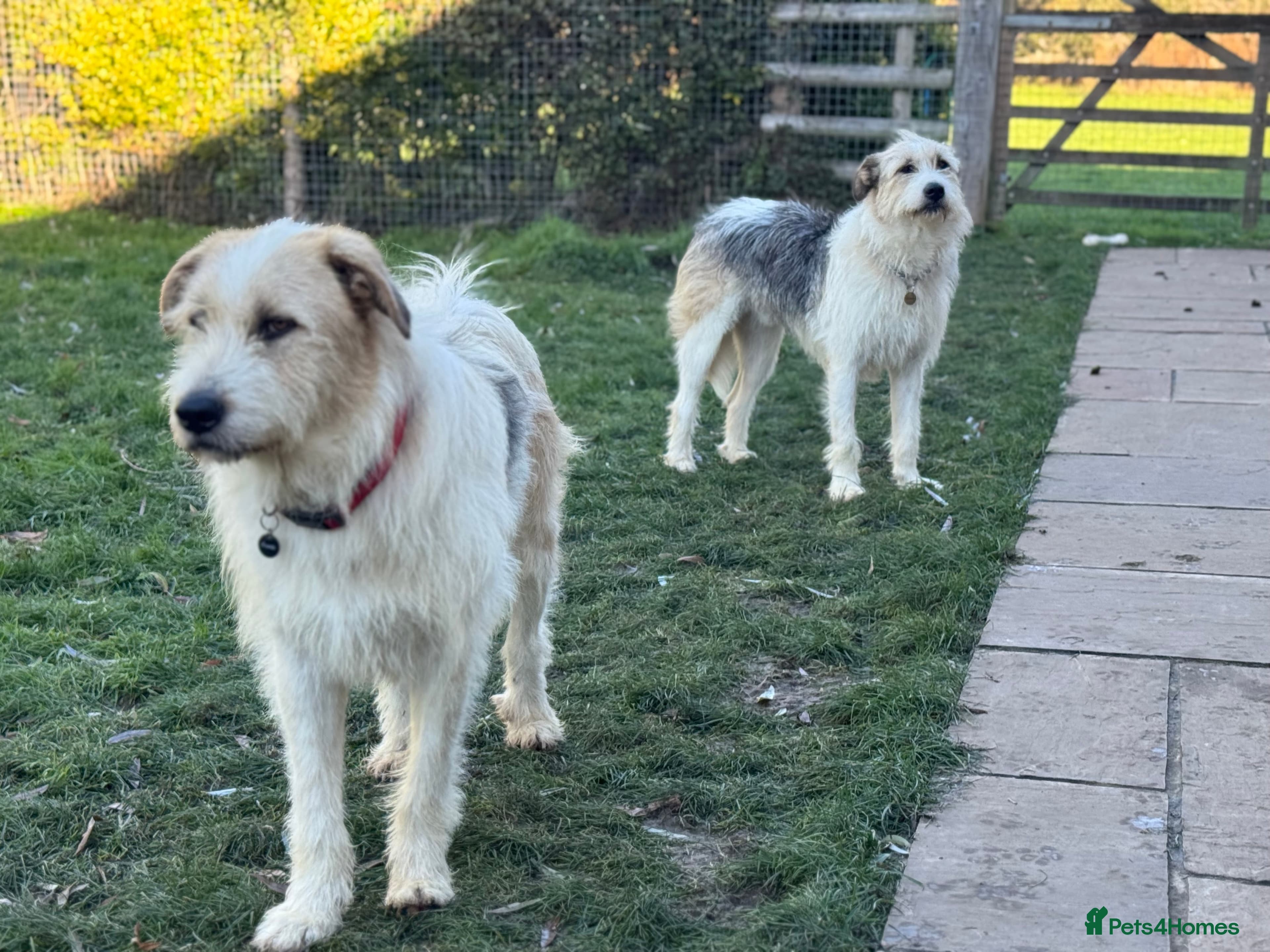 Hershey & Harley 💙 still Waiting photo 4