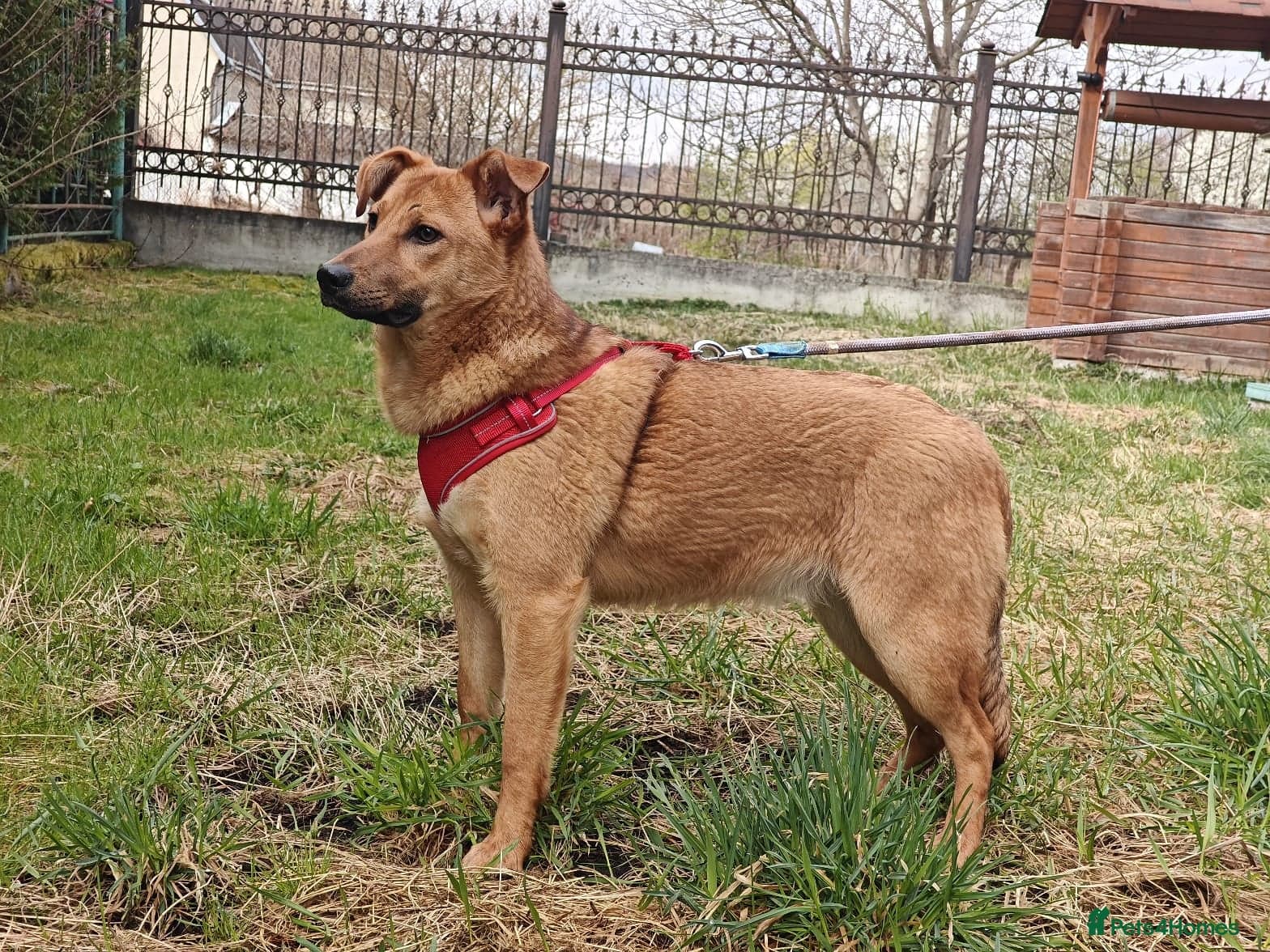 ️🐶 yara photo 9