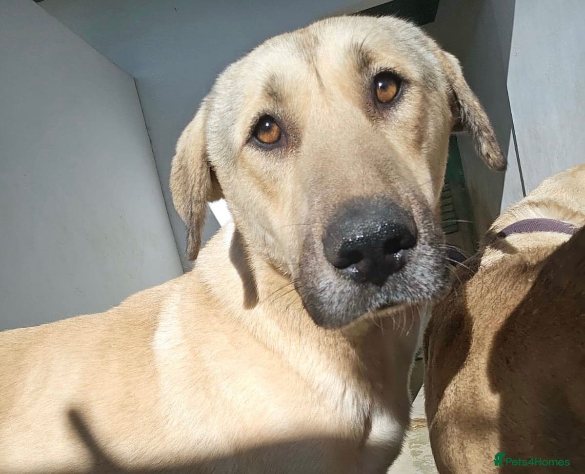 Keith — Mixed Breed