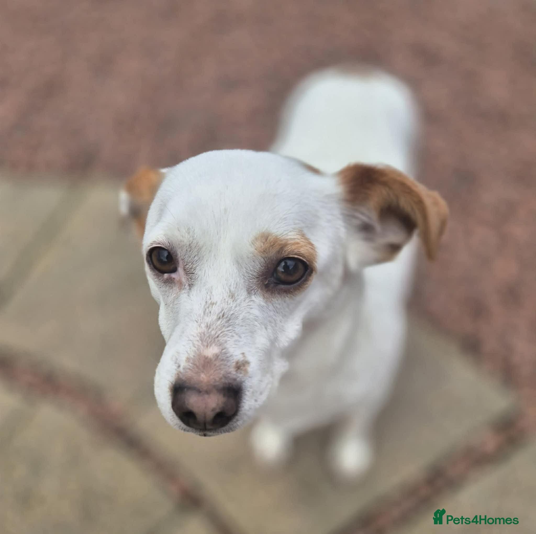 Lottie - In Ayr — Mixed Breed