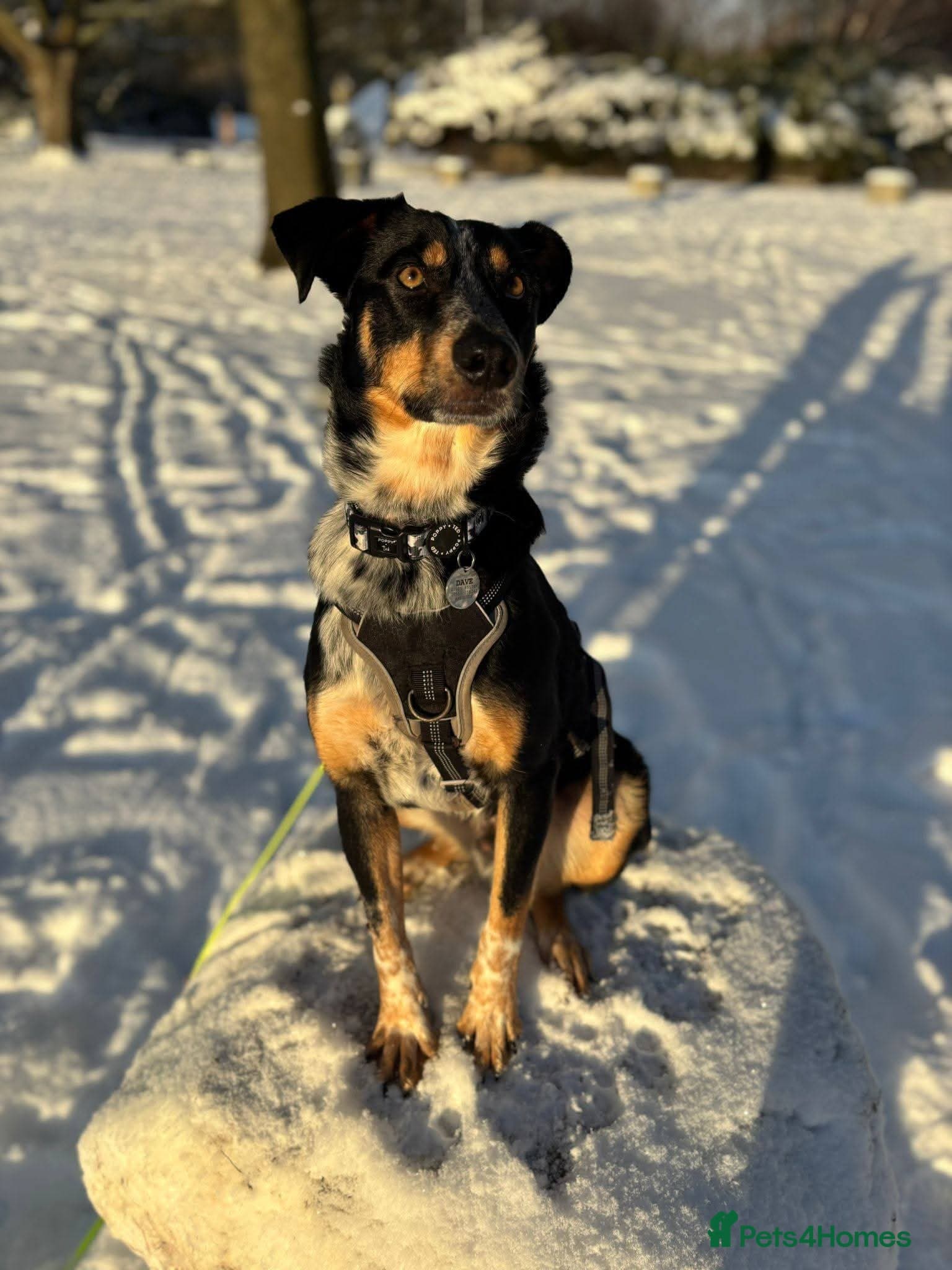 Meet Dave, currently residing in Aberdeen photo 5