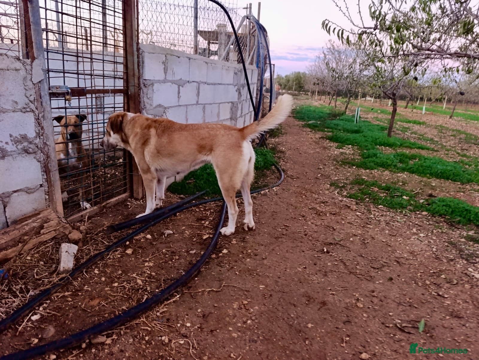 ️🚨URGENT FOSTER OR adopter needed. photo 4