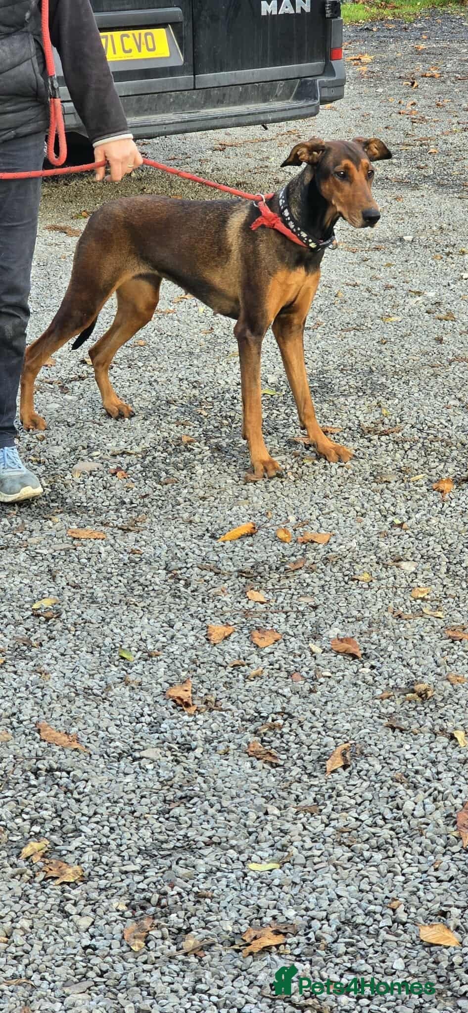 BONNIE ๐ Playful, Loving Girl photo 9